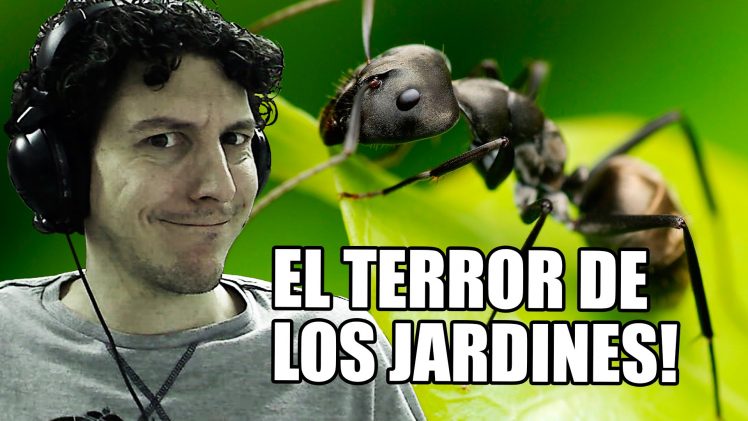 El terror del jarín! | Empires of the Undergrowth